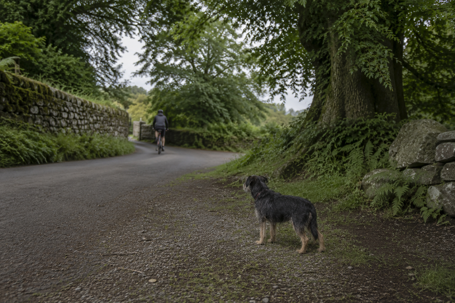 Puppy observing a quiet outdoor path from a comfortable distance.